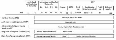 Social Housing Conditions Modulate the Long-Lasting Increase in Cocaine Reward Induced by Intermittent Social Defeat